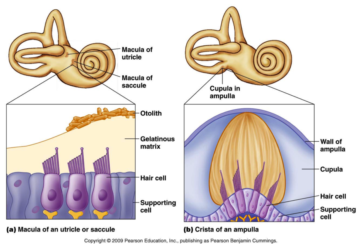 Sensory Structures